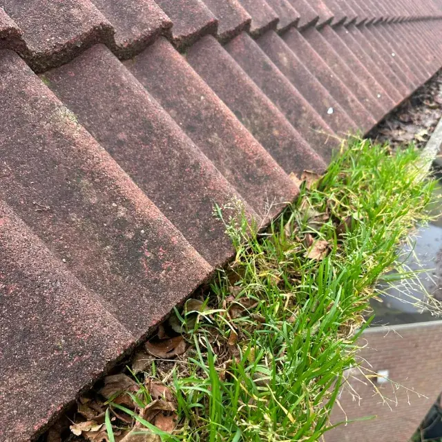 Dakgoot verstopt met gras en mos
