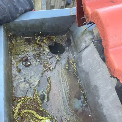 Vrijgemaakte afvoeropening in een zinken dakgoot met achtergebleven boomzaden en vuil